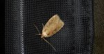 Agonopterix sp.