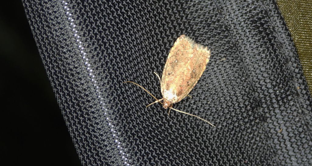 Agonopterix sp.