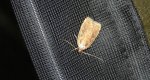 Agonopterix sp.
