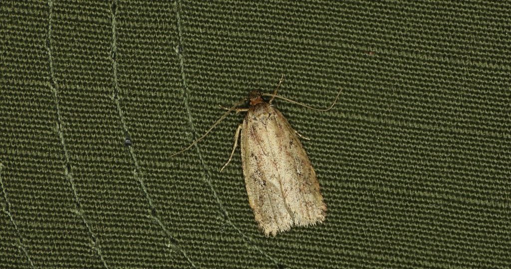 Agonopterix sp.