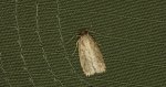 Agonopterix sp.