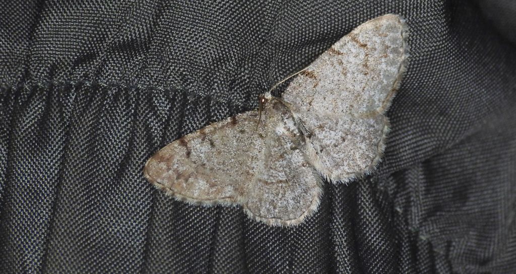 Przylepek olszyniak (Aethalura punctulata)
