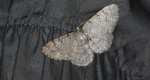 Przylepek olszyniak (Aethalura punctulata)