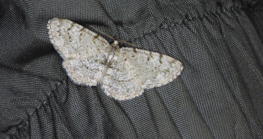 Przylepek olszyniak (Aethalura punctulata)