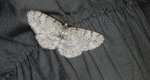 Przylepek olszyniak (Aethalura punctulata)