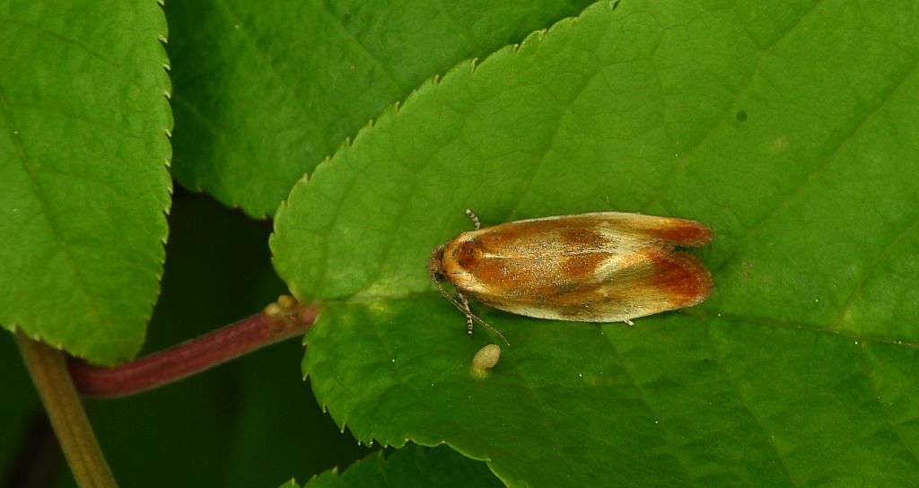 Eulia ministrana