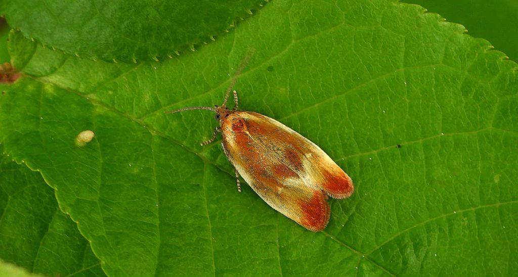 Eulia ministrana