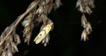 Aethes smeathmanniana