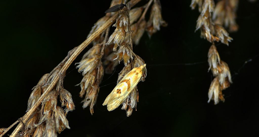 Aethes smeathmanniana
