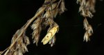Aethes smeathmanniana