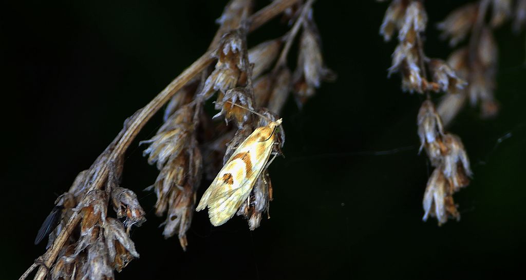 Aethes smeathmanniana