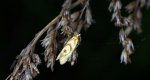 Aethes smeathmanniana