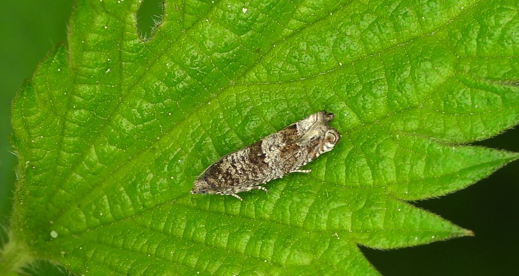 Epinotia tetraquetrana