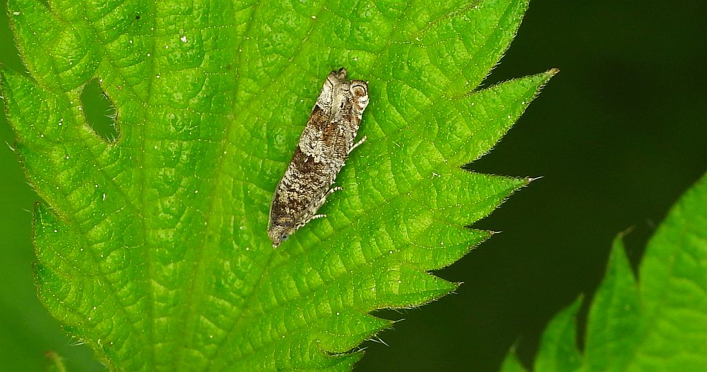 Epinotia tetraquetrana