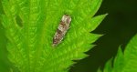 Epinotia tetraquetrana