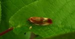 Eulia ministrana