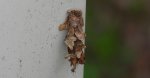Koszówka - Sterrhopterix fusca