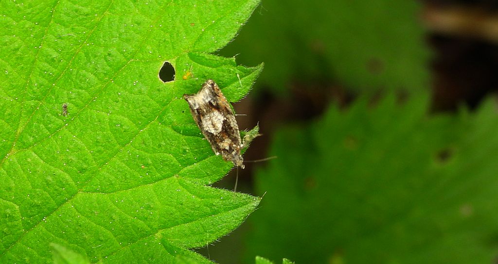 Epinotia immundana