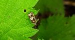 Epinotia immundana