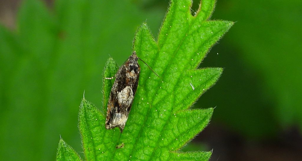 Epinotia immundana