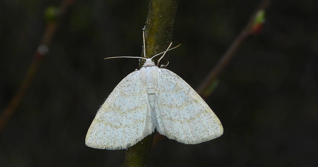 Ciemnokres brzozowiec (Cabera exanthemata)