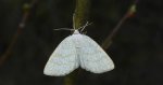 Ciemnokres brzozowiec (Cabera exanthemata)