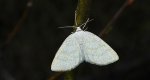 Ciemnokres brzozowiec (Cabera exanthemata)