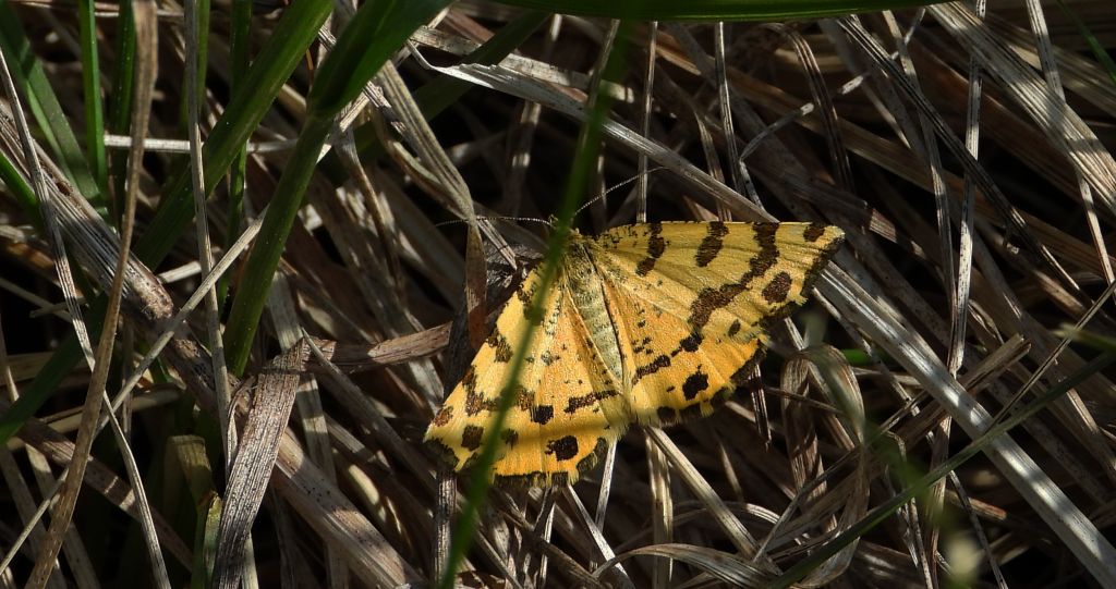 Osmaganek plamek (Pseudopanthera macularia)