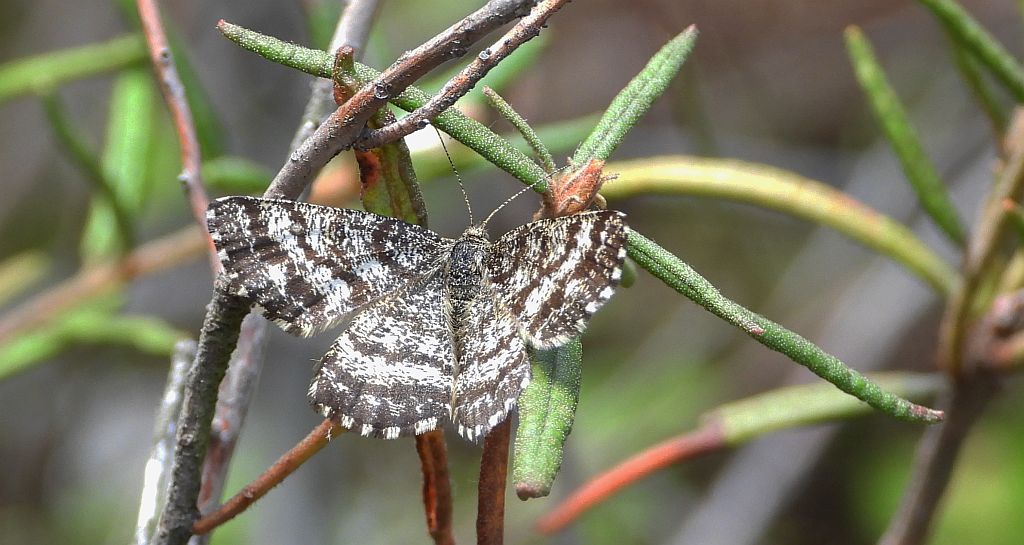 Poproch pylinkowiak (Ematurga atomaria)