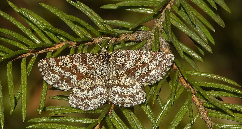 Poproch pylinkowiak (Ematurga atomaria)