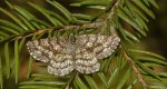 Poproch pylinkowiak (Ematurga atomaria)