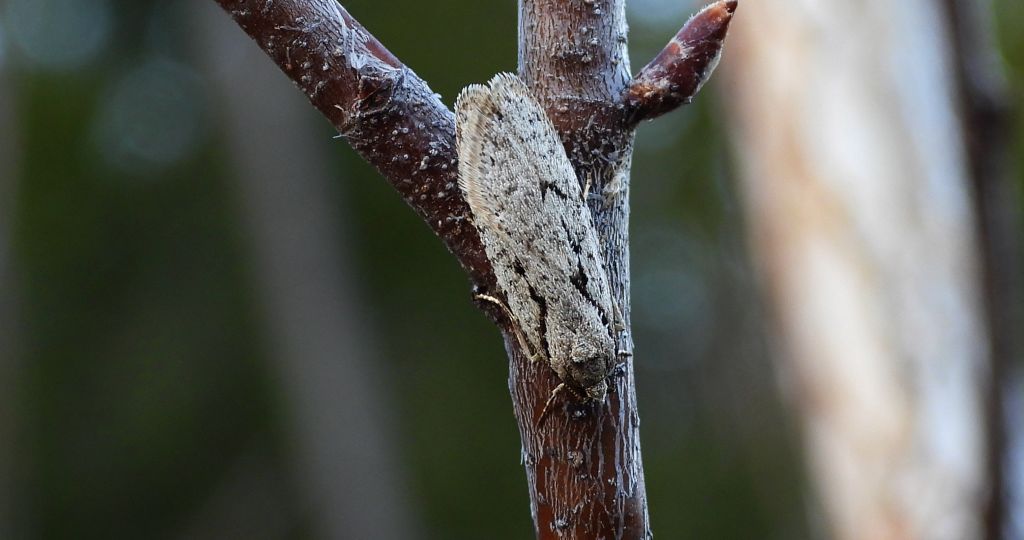 Semioscopis steinkellneriana