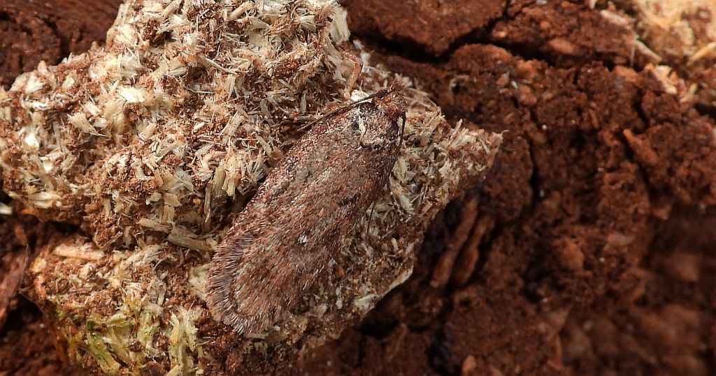 Depressaria olerella