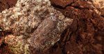 Depressaria olerella