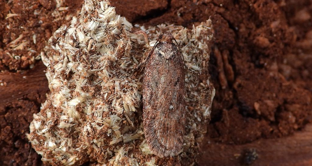 Depressaria olerella