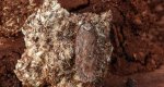 Depressaria olerella