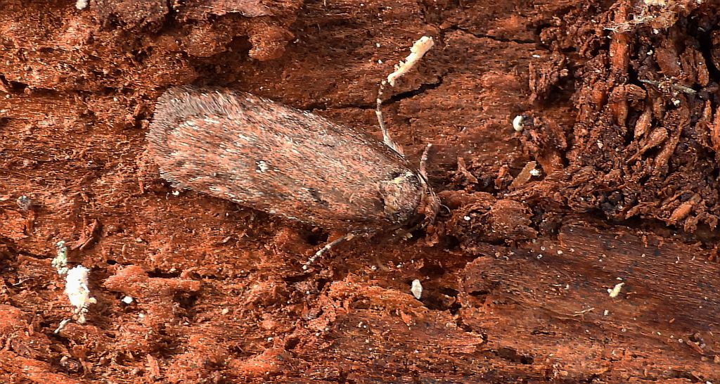 Depressaria olerella