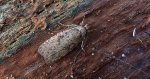 Agonopterix heracliana