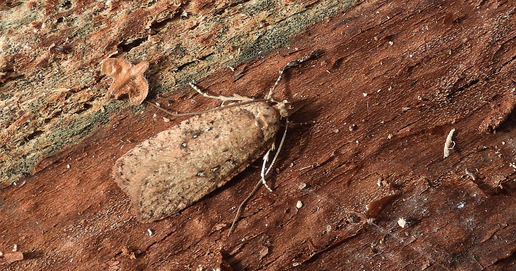 Agonopterix heracliana