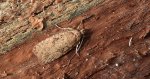 Agonopterix heracliana