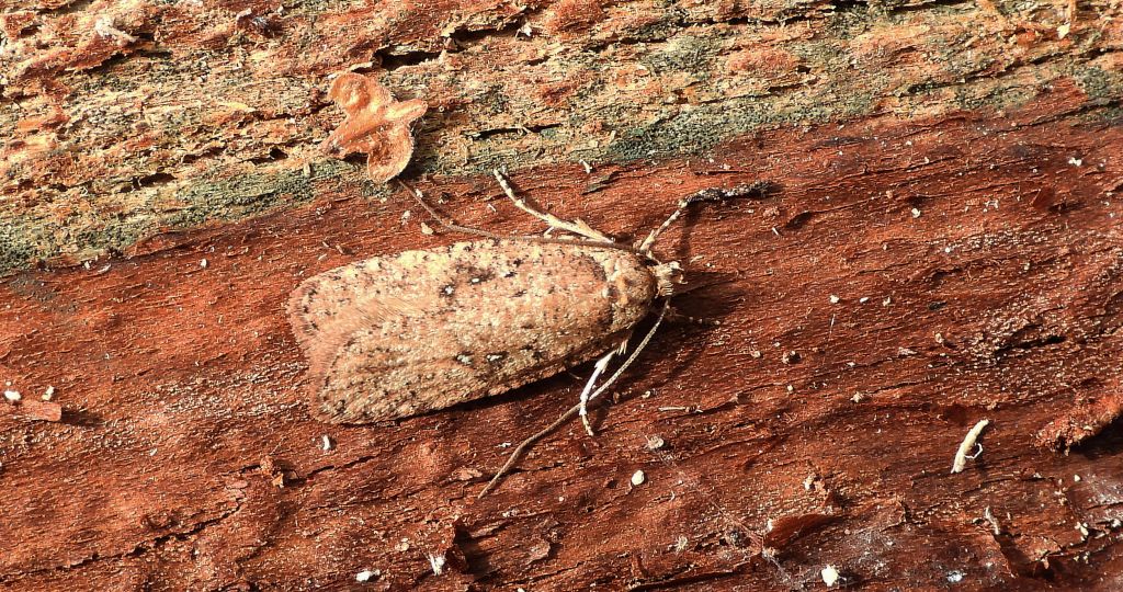 Agonopterix heracliana