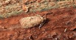 Agonopterix heracliana