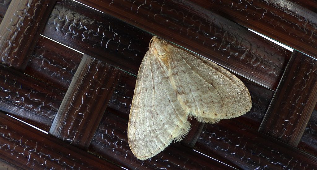 Paśnik jesieniak (Epirrita autumnata)