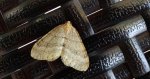 Paśnik jesieniak (Epirrita autumnata)