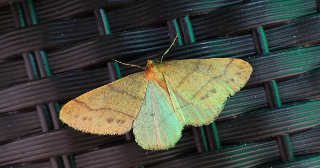 Zimowek pozłotnik (Agriopis aurantiaria)