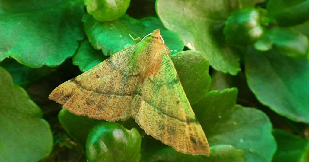 Mrzonka pierzak (Colotois pennaria)
