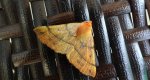 Mrzonka pierzak (Colotois pennaria)