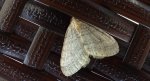 Paśnik jesieniak (Epirrita autumnata)