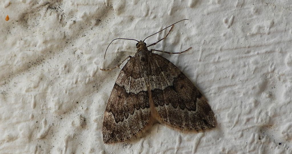 Paśnik juniperata (Thera juniperata)