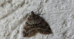 Paśnik juniperata (Thera juniperata)